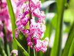 Hyacinthus orientalis