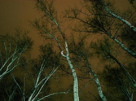 Reach for the Sky - trees, upwards, night, sky, silver birch