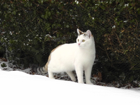 Kitty In The Snow - kat, poes, cat, kitty