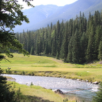 Mountains & tall trees in Banff Alberta National Park 15