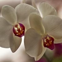 Orchids