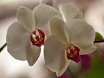 Orchids