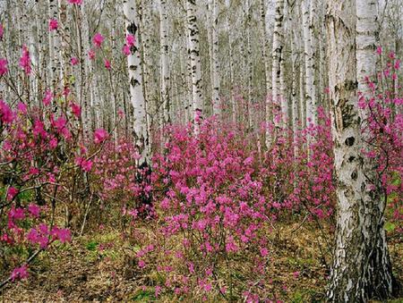 In the thick of It - white, bark, pretty, trees, pink, flowers, bushes