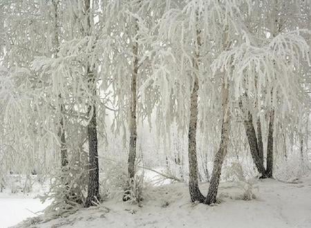 Draped in Winter Whites - white, wood, branches, forest, trees, snow