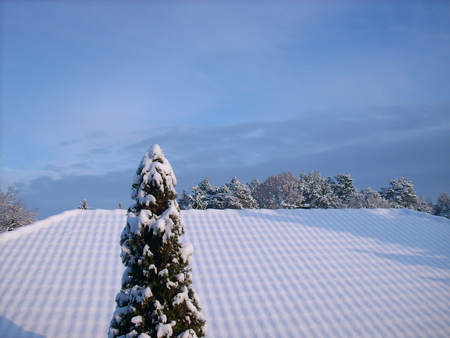 Tree and snow - white, winter, tree, snow