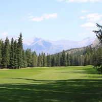 Spruce tall trees at Banff Alberta National Park 24