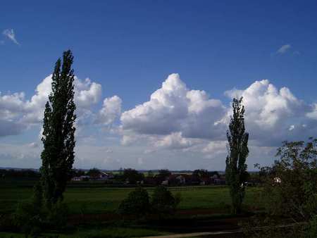 Trees - cloud, nature, tree, green