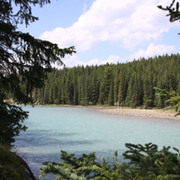 River & tall trees at Banff Alberta National Park 28