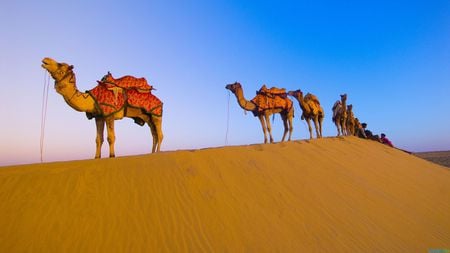 Camels - desert, dune, animal, camel