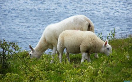 Sheeps - river, animal, sheep, grass, lamb