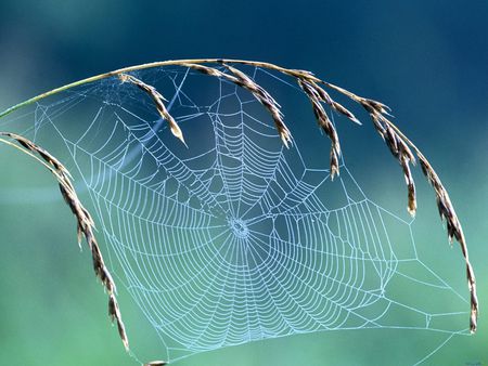 Spider web - animal, nature, spider, web