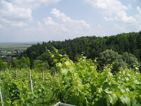 Croatia - cloud, trees, nature, green