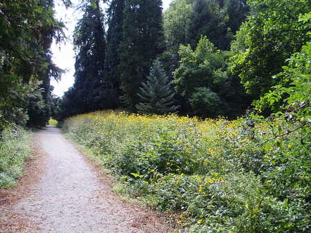 Croatia - nature, wood, grass, way