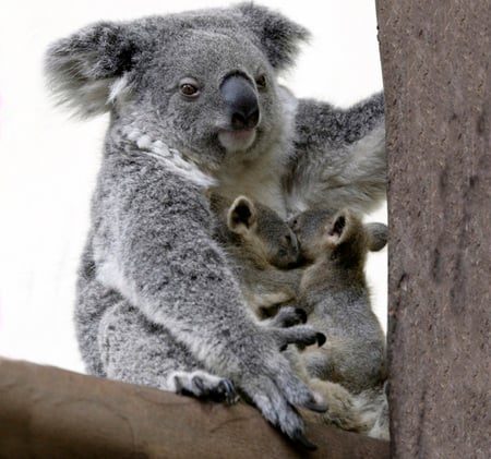 Koala - bear, koala, animal, tree, family