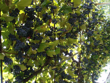 bunch of grapes - grapes, nature, green, sun