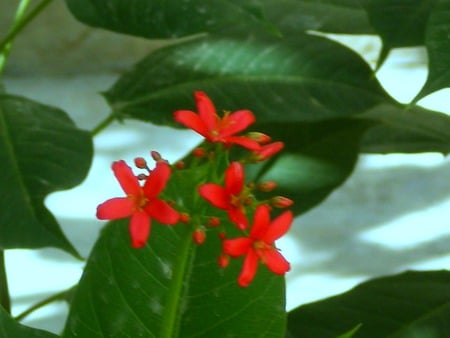 Red flowers - nature, flowers, red