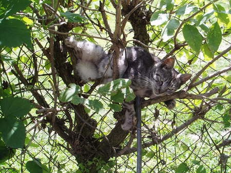 Crazy Cat - nature, sleep, tree, cat