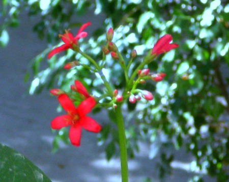 Red flowers - nature, flowers, red