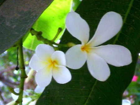 White flowers - white, nature, flowers