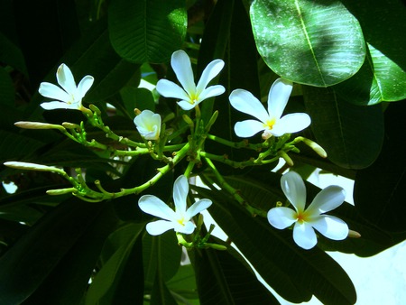 White flowers - white, nature, flowers