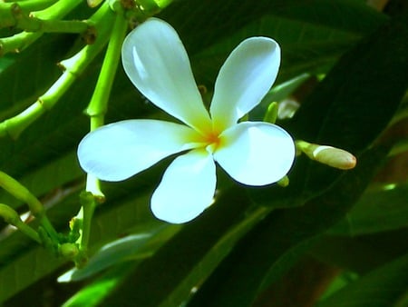 White flower - flowers, white, flower, nature