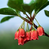 Red bells