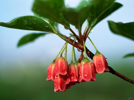 Red bells - red, flower, nature, bell