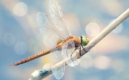 Dragonfly - colours, water, fly, nice, insect, dragonfly