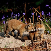 little foxes