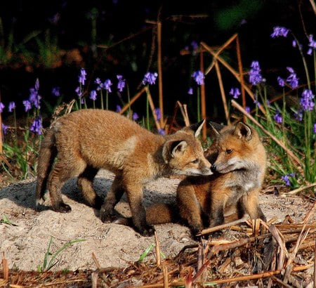 little foxes - flowers, little, foxes, wild