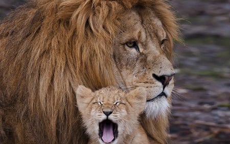 Father and Son - felines, father, lion, son, cats, animals, carnivores