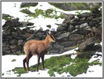 Chamois