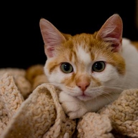 Kitty