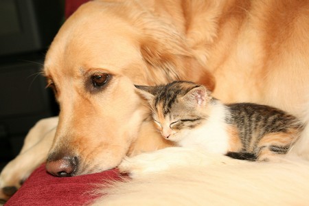 Pet tenderness - love, puppy, cat, dog, feline, sweet, friend, kitten