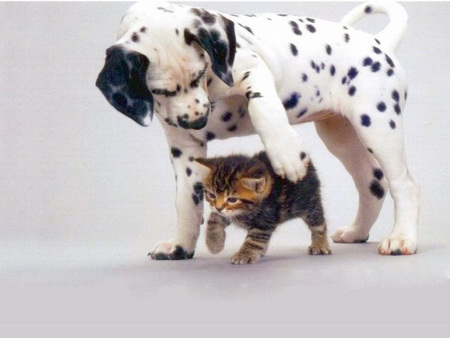 Tender friends - kitten, feline, dalmatian, sweet, cat