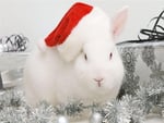 Christmas bunny