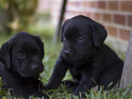 Black treasures - black, animal, dog, grass, puppy, labrador