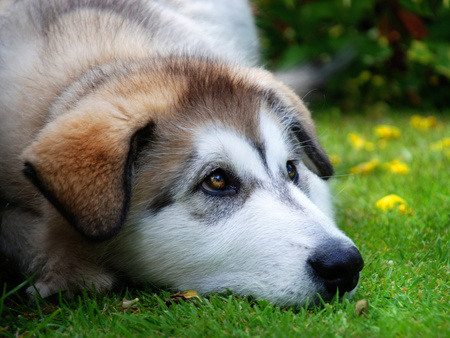 I am pensive... - animal, labrador, puppy, dog, grass