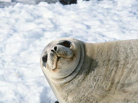 Sea Lion - white, lion, seal, sea, sea lion