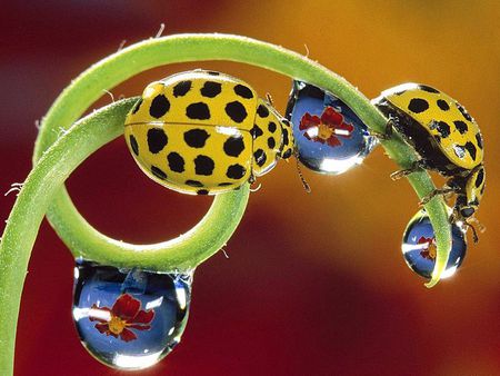 Dew Drop & Lady Bugs - lady bugs, dew, yellow, drops