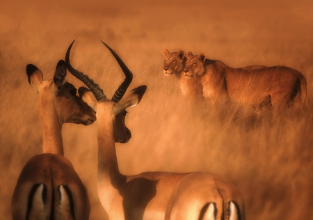 The moment - lions, gizzelle, plain, prey, africa, hunters, gold