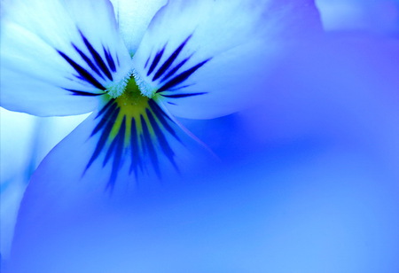 Pansy blue - pansy, close up, macro, light, blue, flower