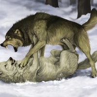 WOLF FIGHT