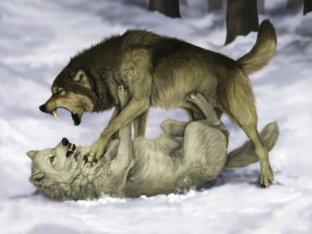 WOLF FIGHT - wolf, fighting, snow, winter, attack