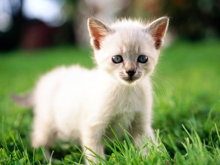 For jasnas... - cute, grass, cat, blue eyes