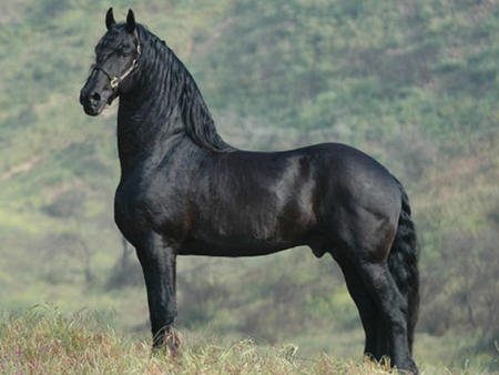 For classy53 - proud, black, horse, beautiful