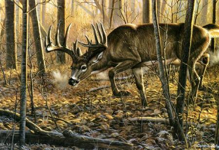 Fall Morning - big buck, frost, forest, leaves