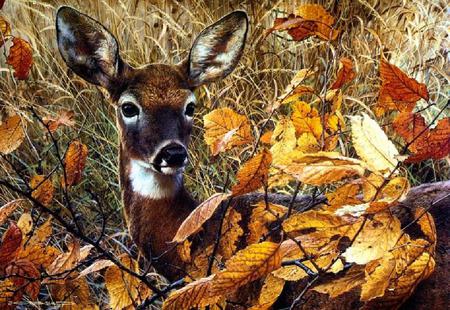 Hiding - nice, season, doe, field, foliage, painting, fall, grass, wildlife, lady, falling, lovely, nature, tall, wild, leaves, flowers, roe