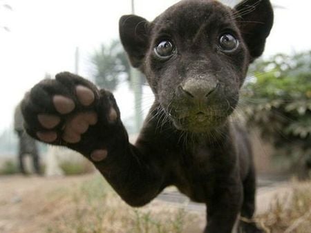 For the panther (Cinzia)... - wonderful eyes, paw, cute face, puppy