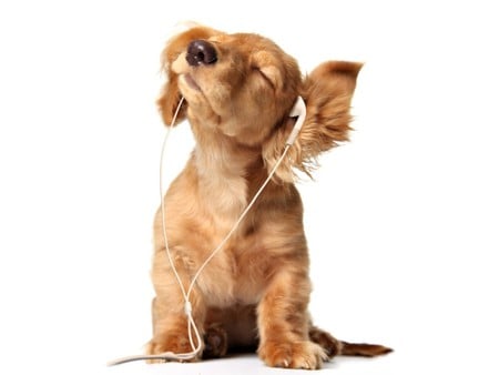 For Betty 49... - head phones, puppy, funny, rythm